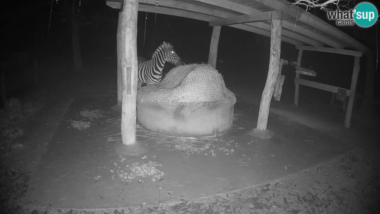 Le Zebre nello ZOO di Ljubljana – Slovenia Live webcam