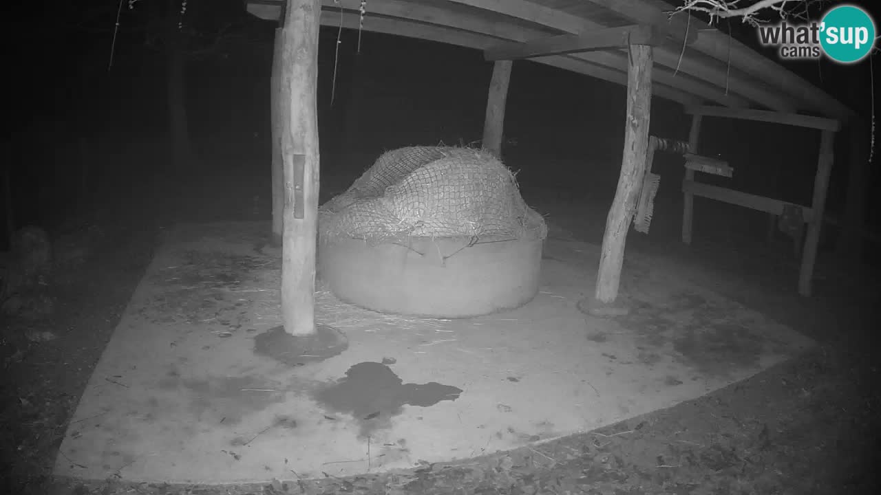 Live Webcam Zebras in Ljubljana ZOO – Slowenien