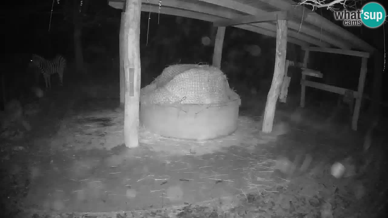 Live Webcam Zebras in Ljubljana ZOO – Slowenien