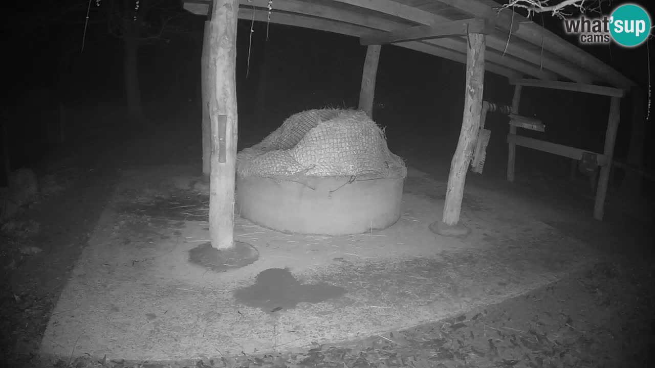 Live Webcam Zebras in Ljubljana ZOO – Slowenien