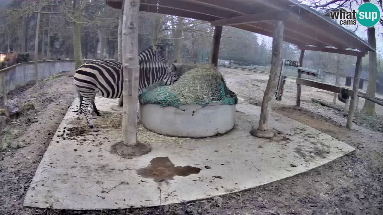 Live webcam Zebras in Ljubljana ZOO – Slovenia