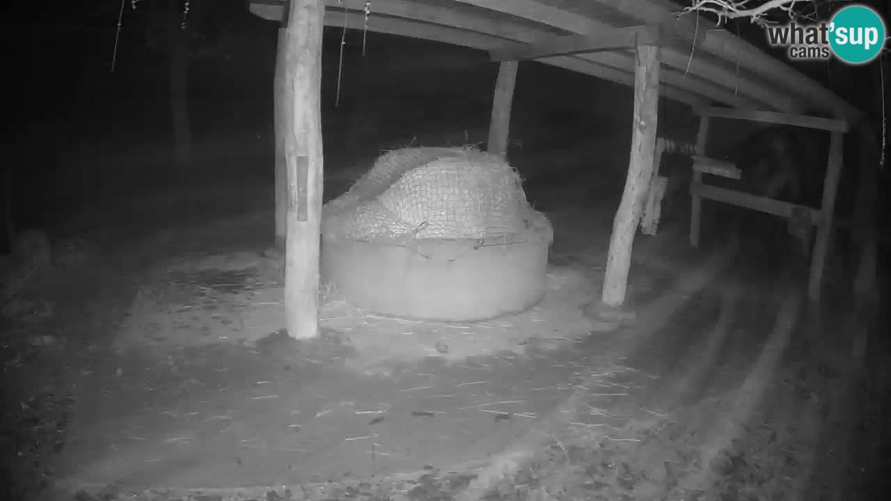 Zebre v živo v živalskem vrtu Ljubljana ZOO spletne kamere