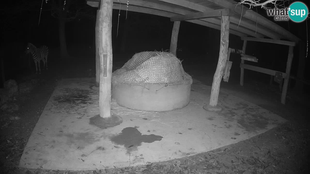 Live Webcam Zebras in Ljubljana ZOO – Slowenien