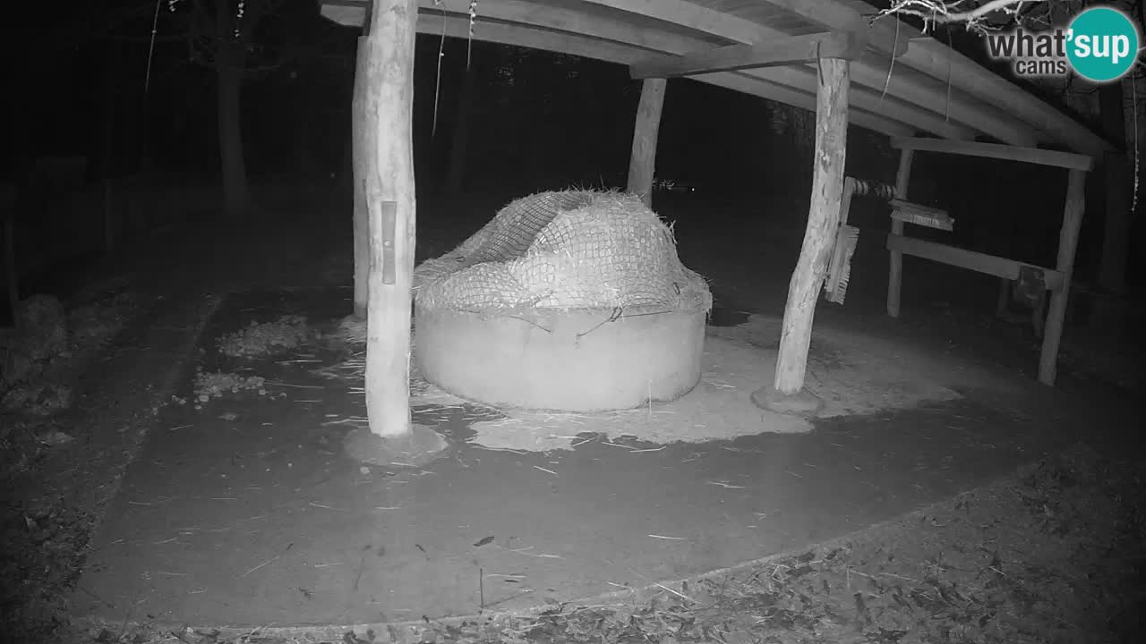 Camera en vivo Cebras in Ljubljana ZOO – Eslovenia