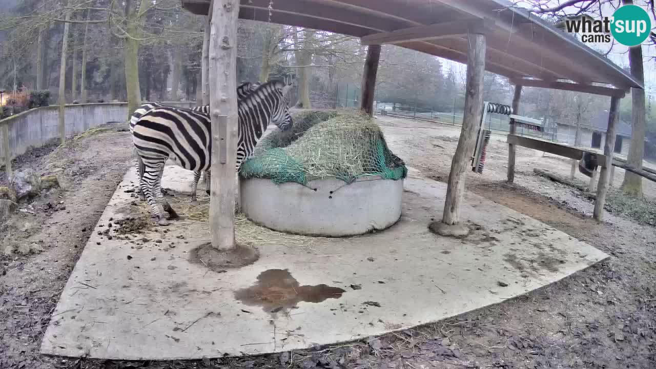 Live webcam Les zèbres in Ljubljana ZOO – Slovénie