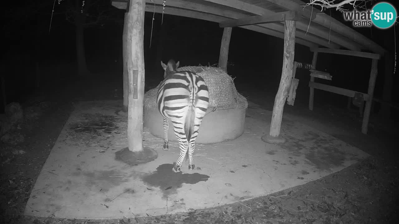 Live webcam Les zèbres in Ljubljana ZOO – Slovénie