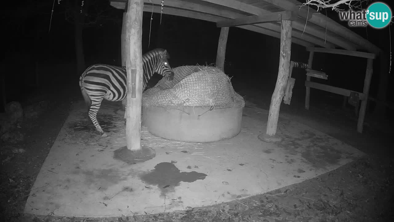 Camera en vivo Cebras in Ljubljana ZOO – Eslovenia