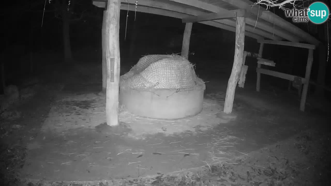 Camera en vivo Cebras in Ljubljana ZOO – Eslovenia