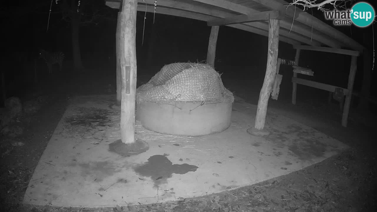 Le Zebre nello ZOO di Ljubljana – Slovenia Live webcam