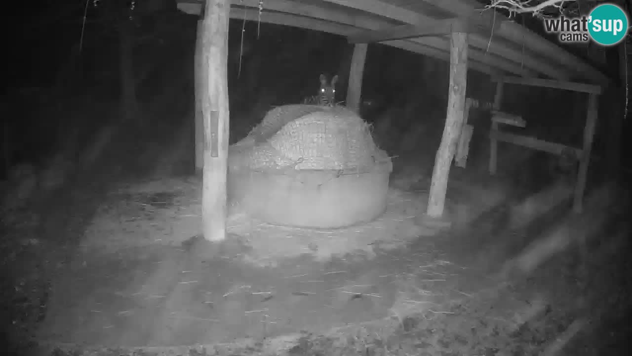 Live webcam Les zèbres in Ljubljana ZOO – Slovénie
