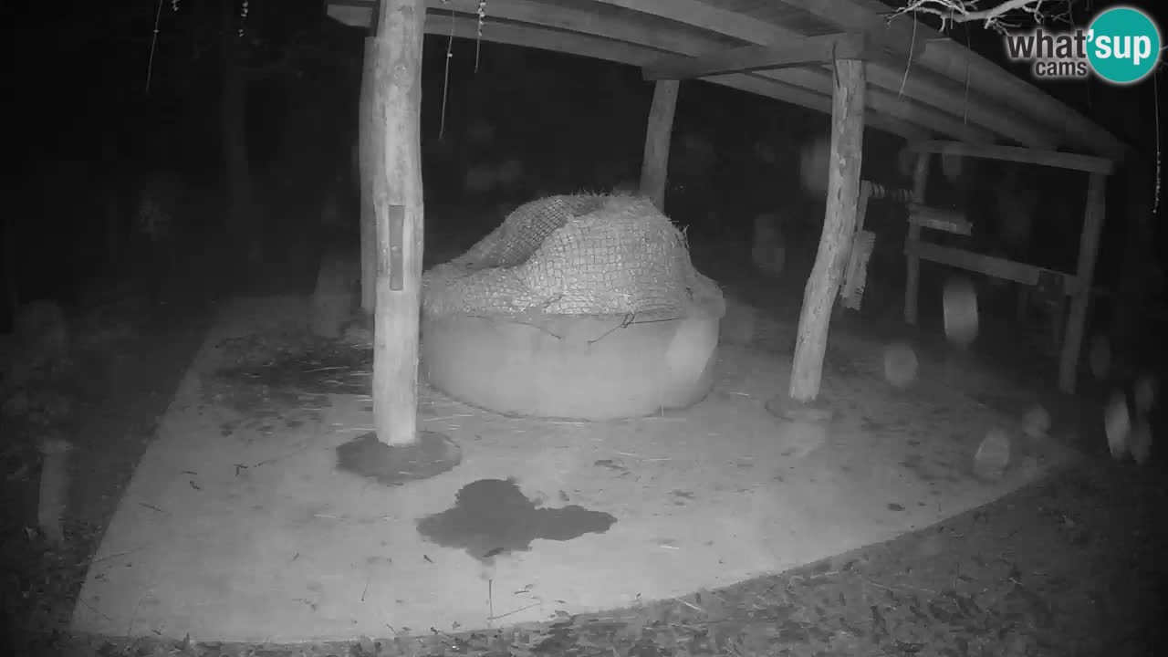 Live Webcam Zebras in Ljubljana ZOO – Slowenien