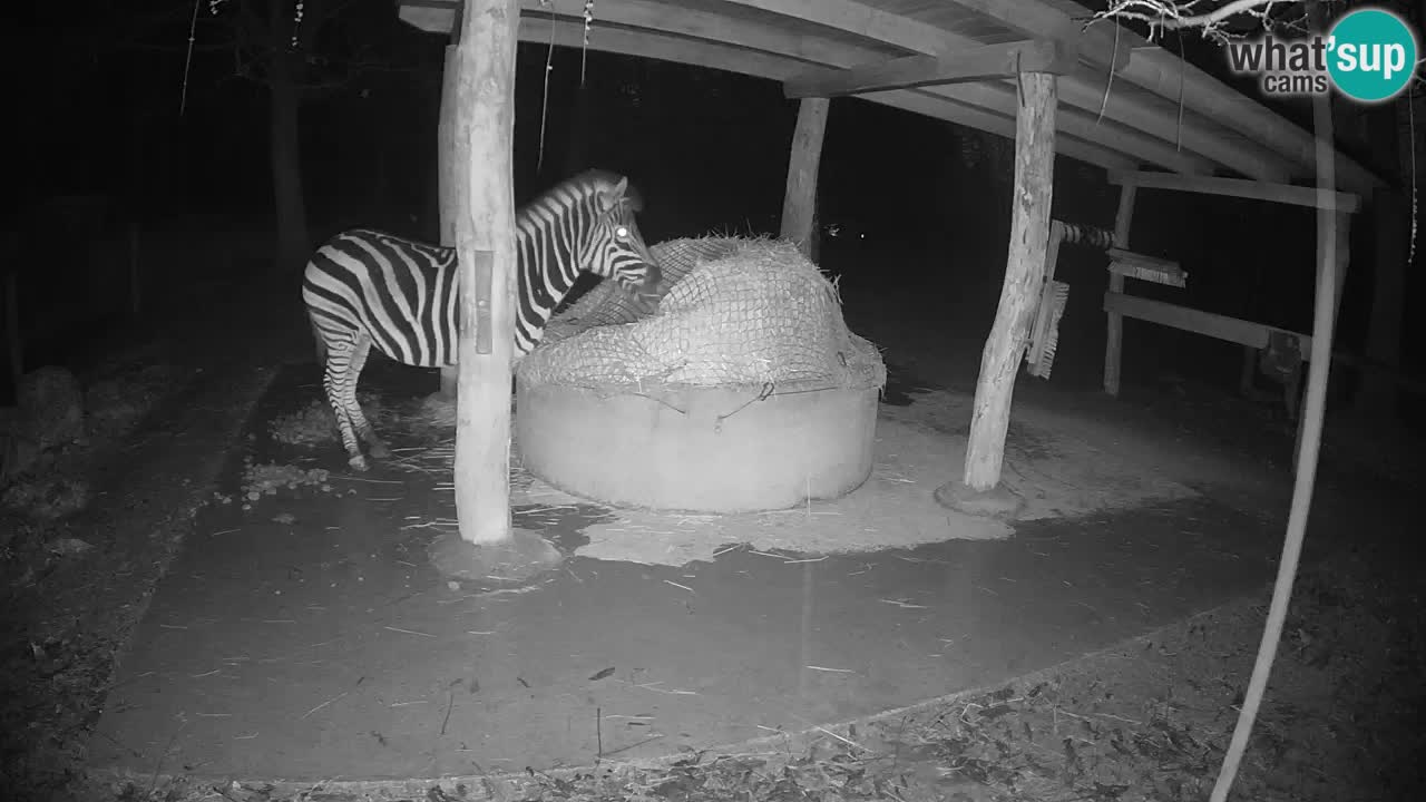 Live Webcam Zebras in Ljubljana ZOO – Slowenien