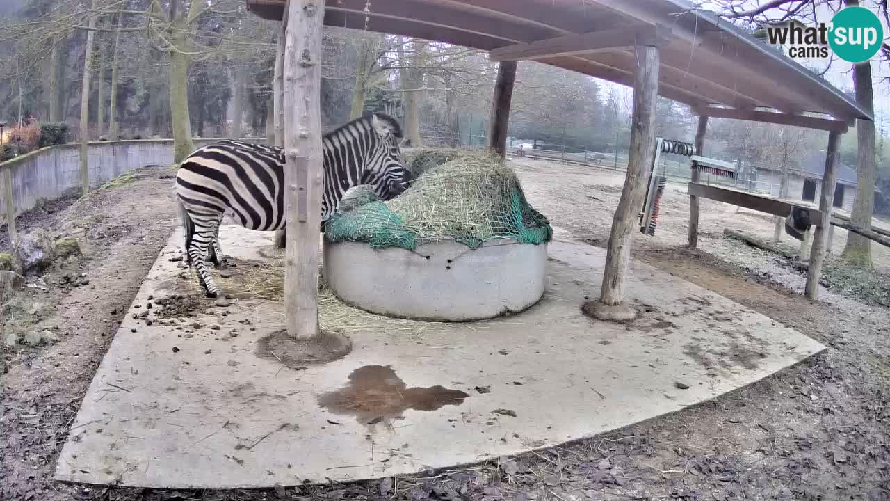 Camera en vivo Cebras in Ljubljana ZOO – Eslovenia
