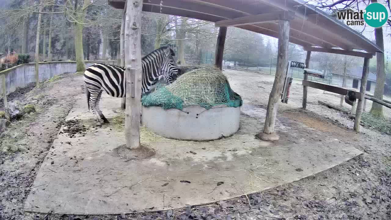 Zebre v živo v živalskem vrtu Ljubljana ZOO spletne kamere