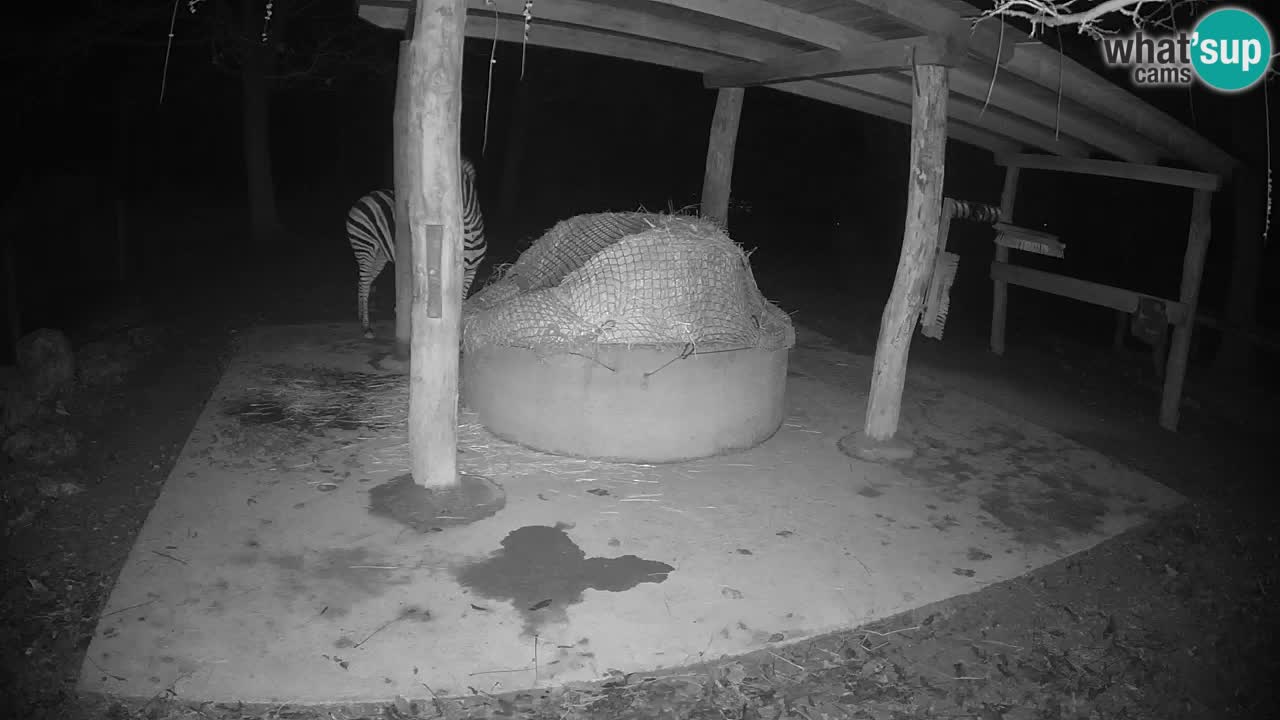 Zebre v živo v živalskem vrtu Ljubljana ZOO spletne kamere