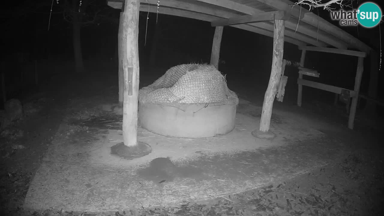 Zebre v živo v živalskem vrtu Ljubljana ZOO spletne kamere