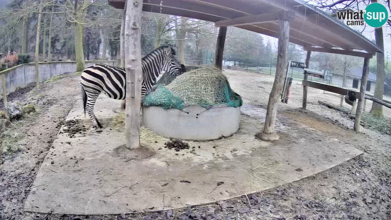 Zebre v živo v živalskem vrtu Ljubljana ZOO spletne kamere