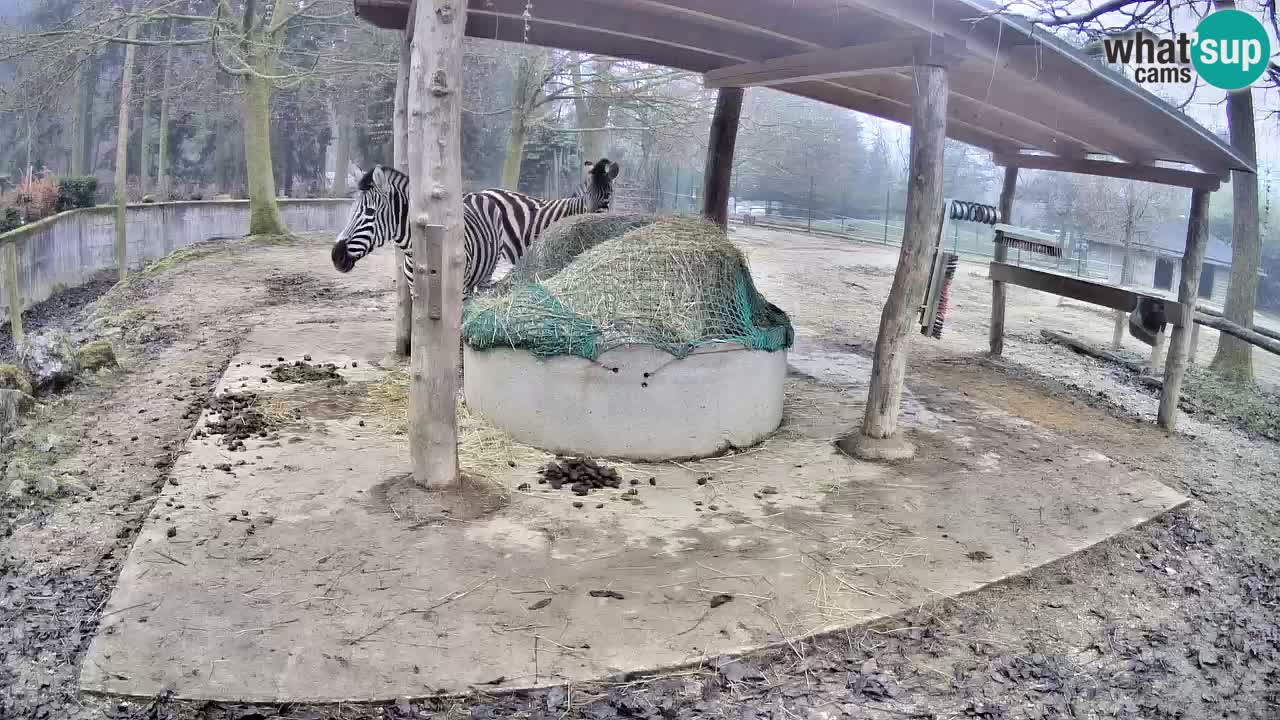 Live webcam Zebras in Ljubljana ZOO – Slovenia