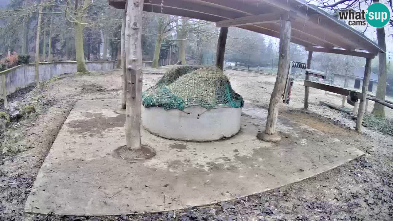 Live webcam Les zèbres in Ljubljana ZOO – Slovénie