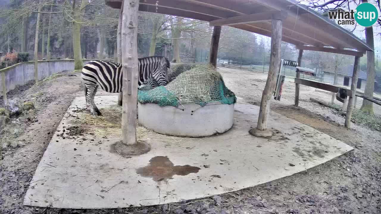 Live webcam Les zèbres in Ljubljana ZOO – Slovénie