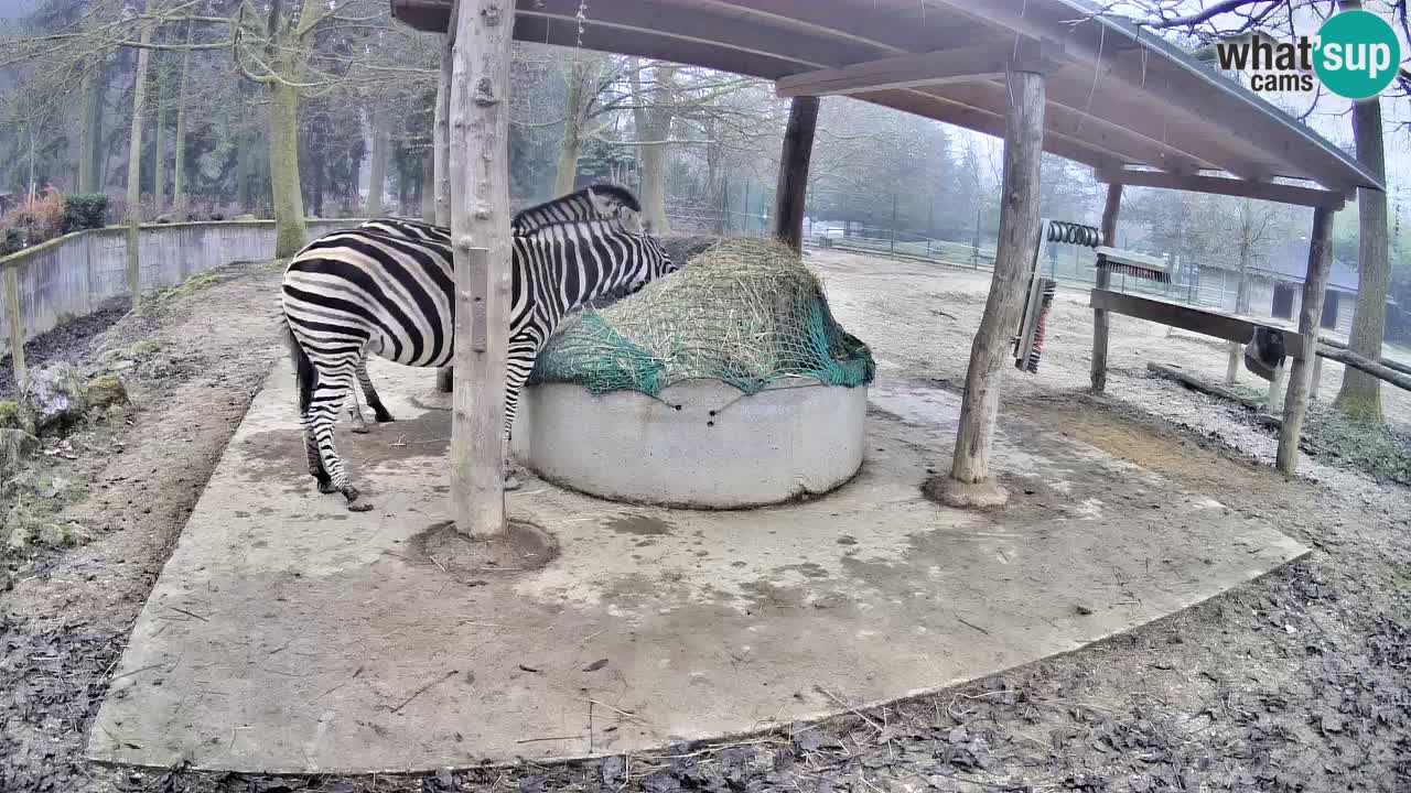 Live Webcam Zebras in Ljubljana ZOO – Slowenien