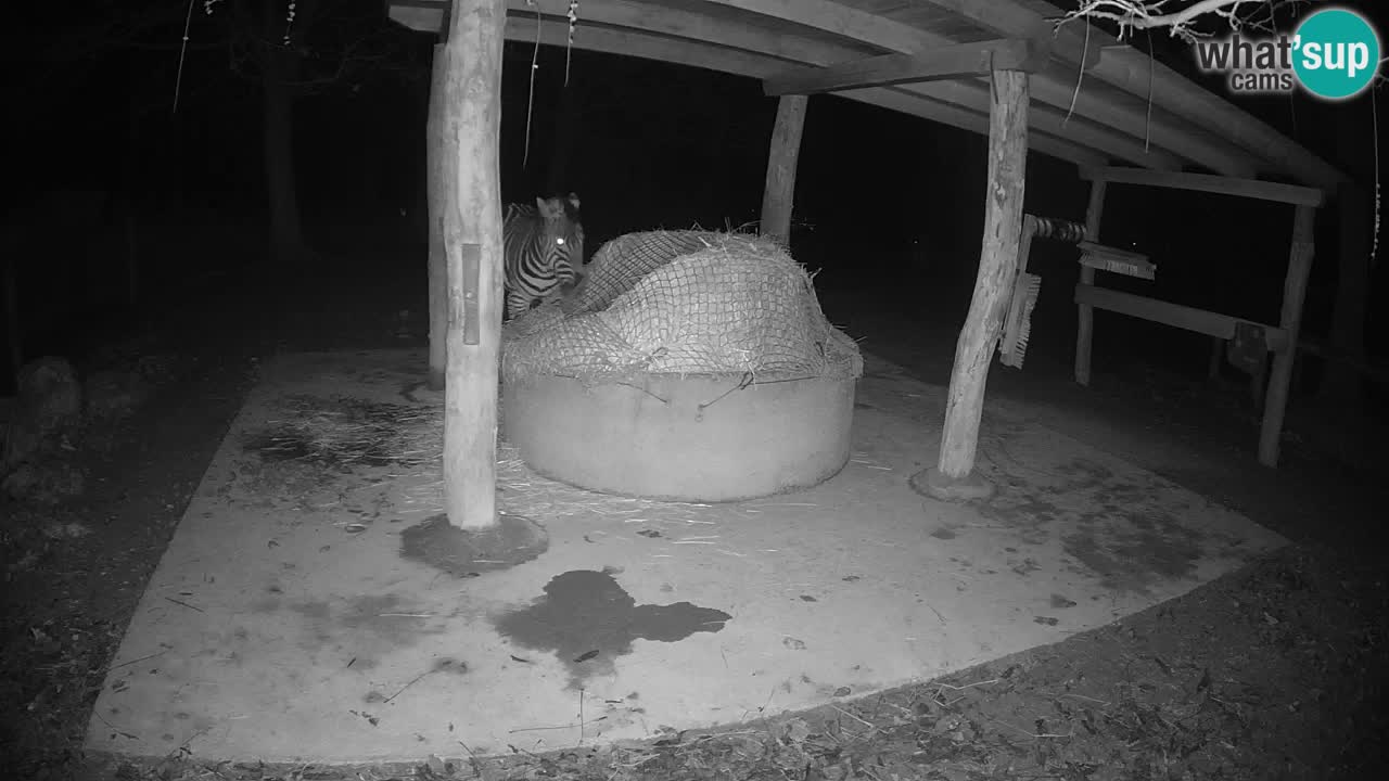 Zebre v živo v živalskem vrtu Ljubljana ZOO spletne kamere