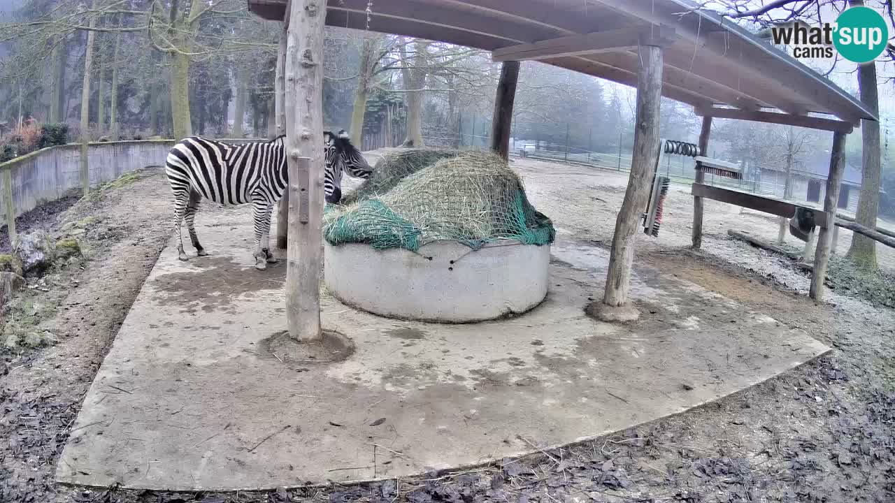 Live Webcam Zebras in Ljubljana ZOO – Slowenien