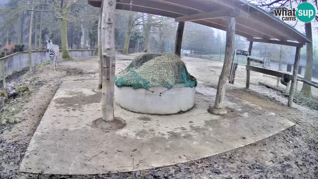 Live webcam Zebras in Ljubljana ZOO – Slovenia