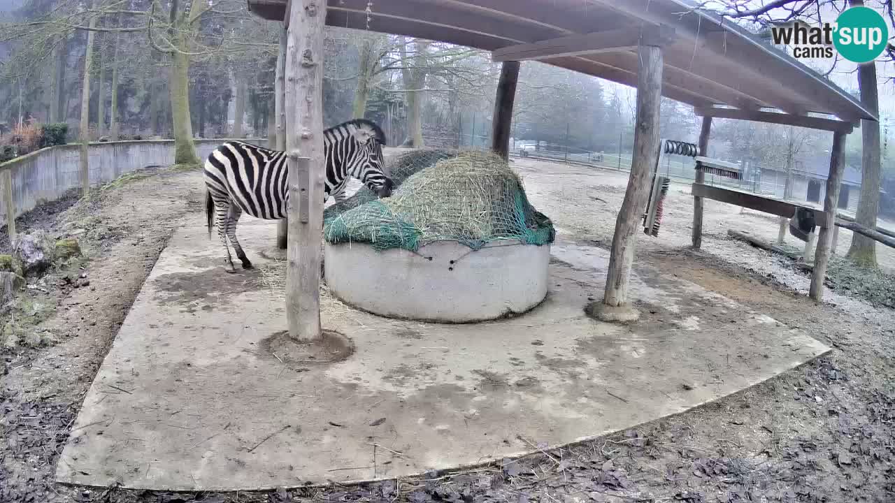 Live webcam Les zèbres in Ljubljana ZOO – Slovénie