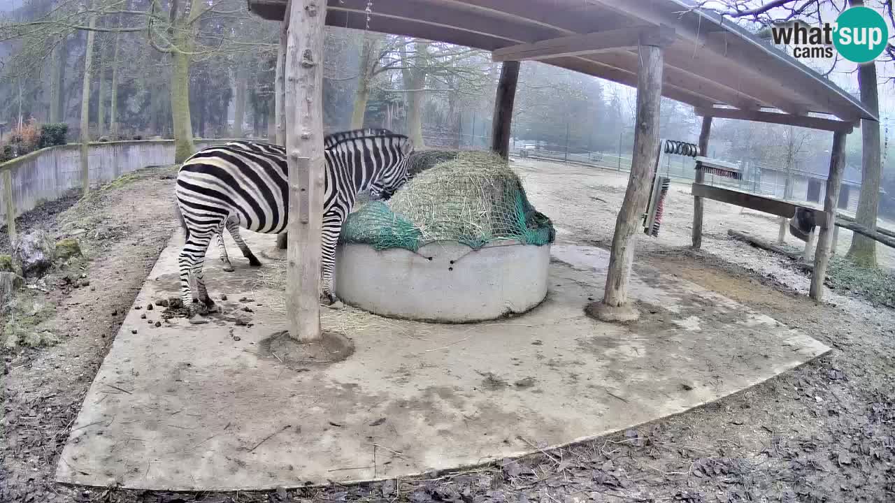 Web kamera uživo Zebras u ZOO Ljubljana – Slovenija