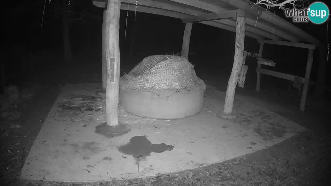 Zebre v živo v živalskem vrtu Ljubljana ZOO spletne kamere