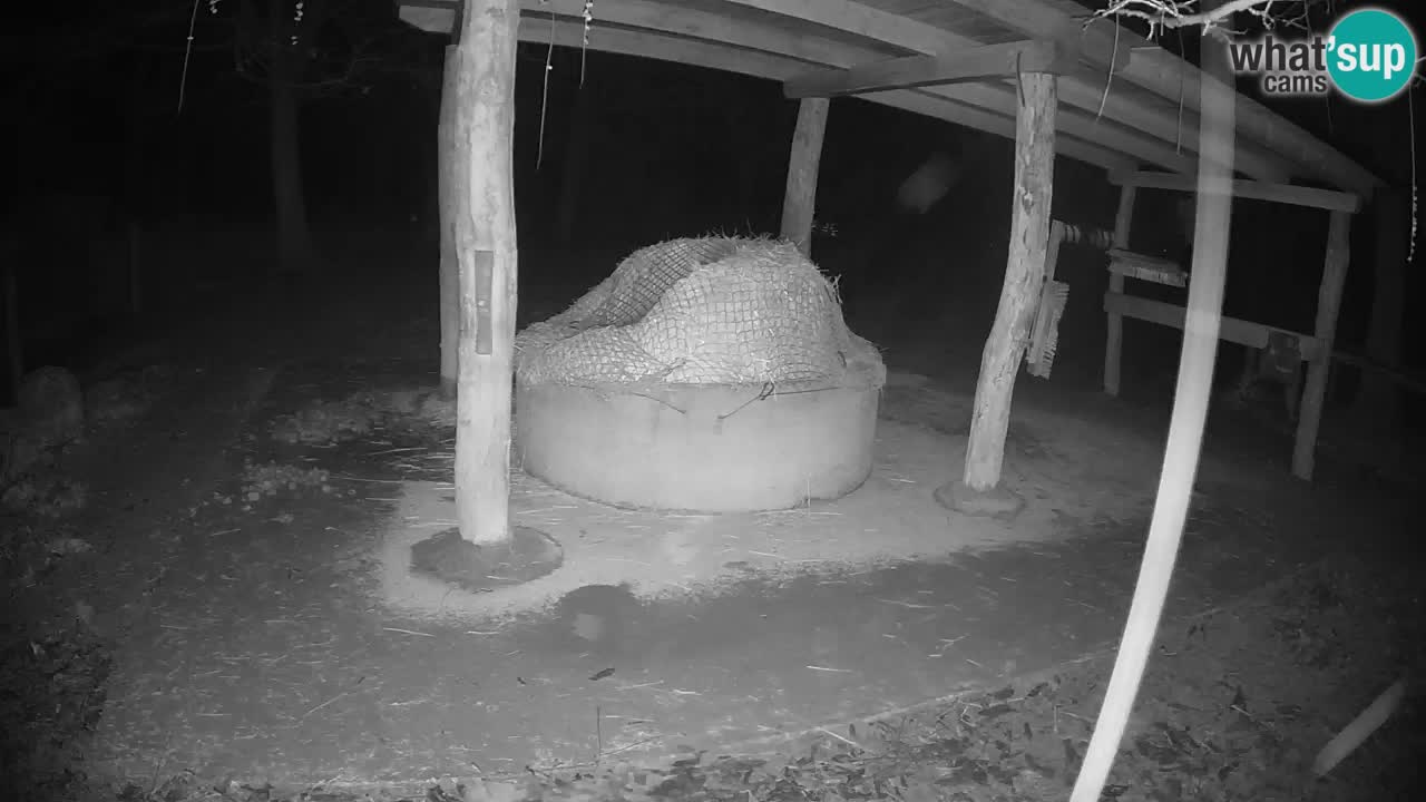 Zebre v živo v živalskem vrtu Ljubljana ZOO spletne kamere