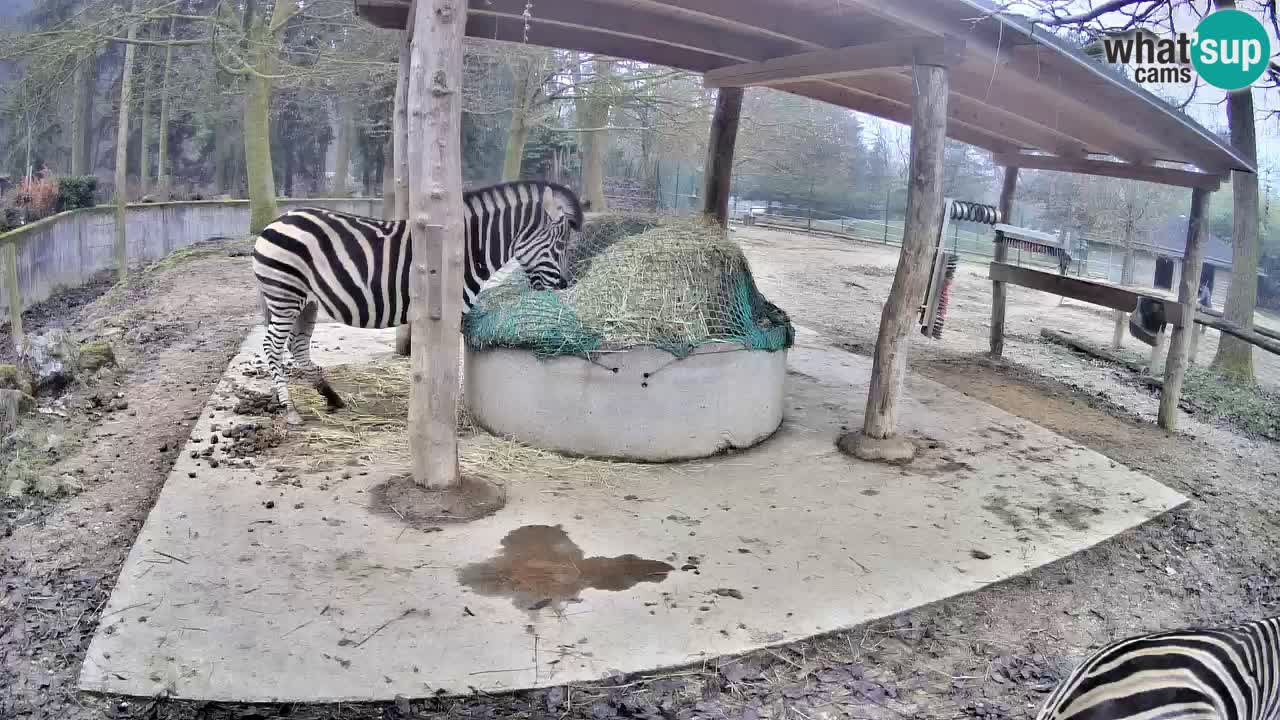 Live webcam Les zèbres in Ljubljana ZOO – Slovénie