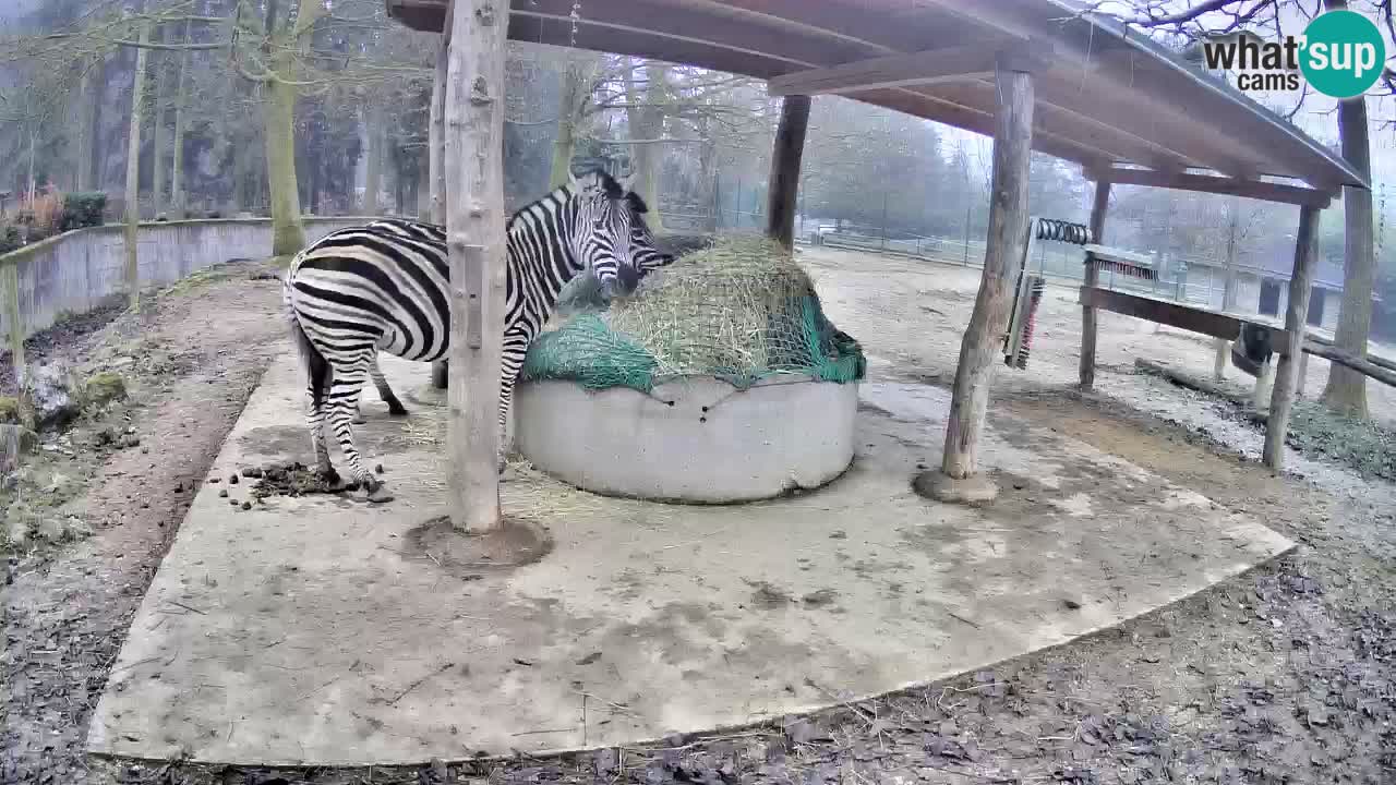 Zebre v živo v živalskem vrtu Ljubljana ZOO spletne kamere