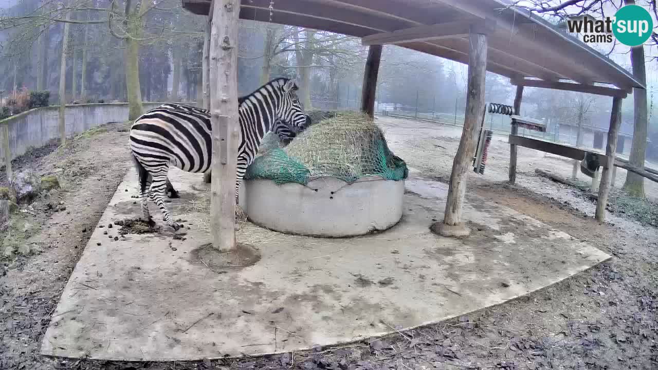 Live Webcam Zebras in Ljubljana ZOO – Slowenien