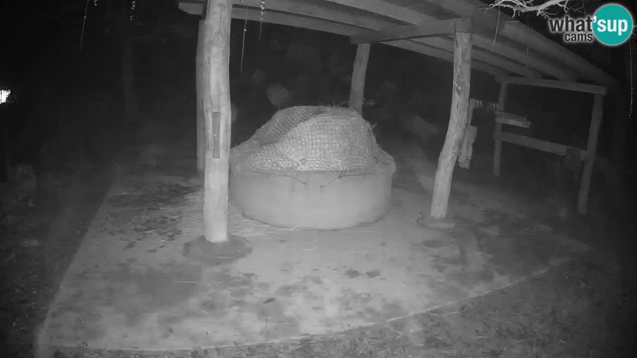 Zebre v živo v živalskem vrtu Ljubljana ZOO spletne kamere