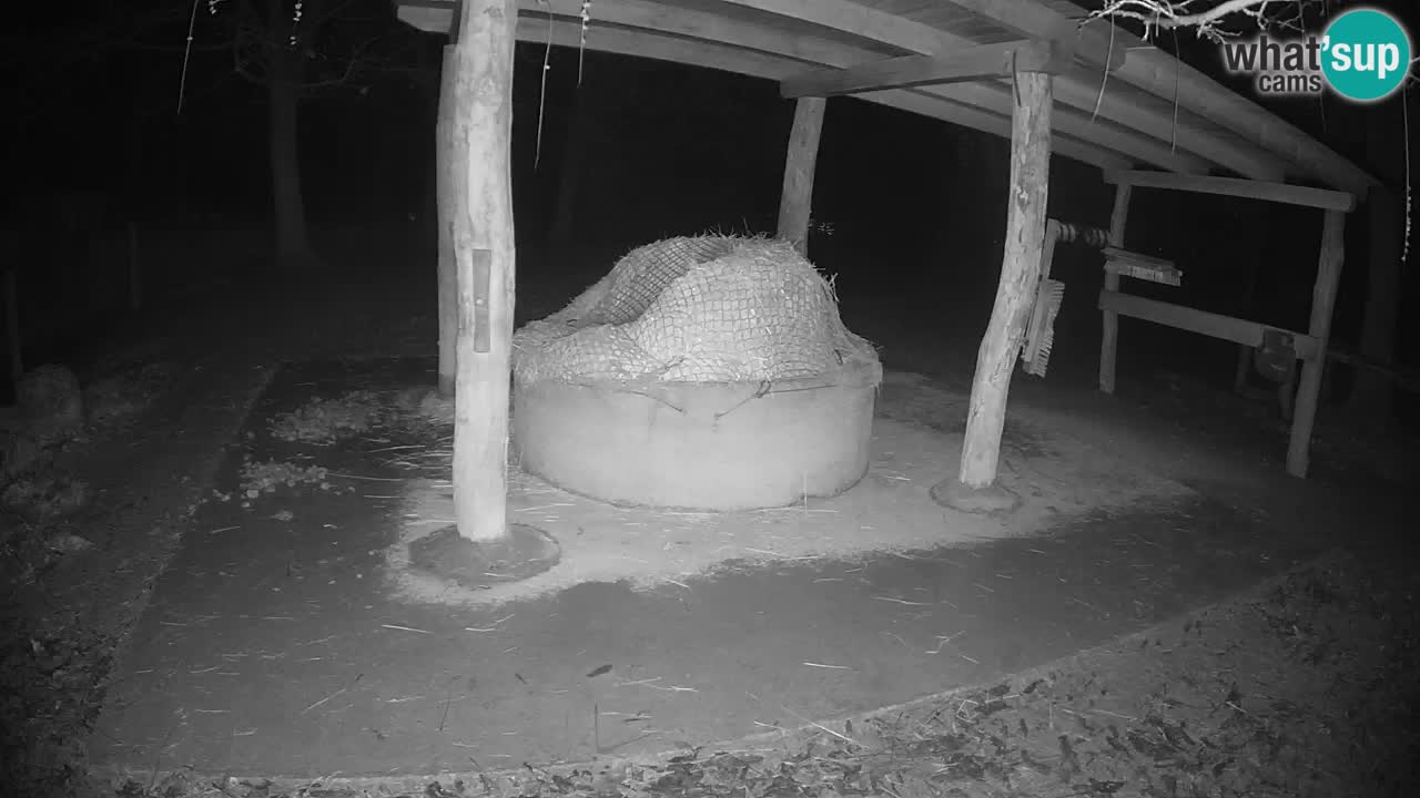 Live webcam Les zèbres in Ljubljana ZOO – Slovénie