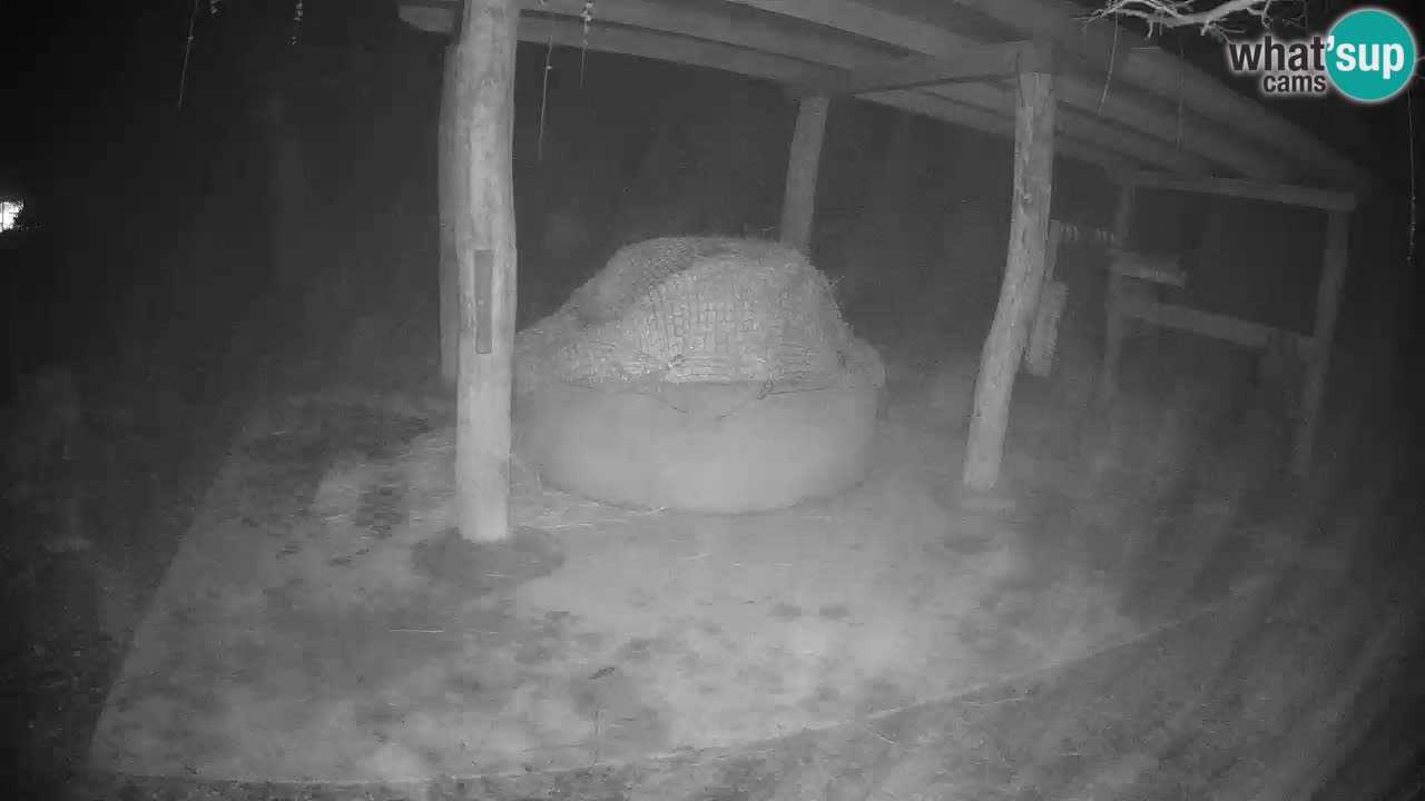 Le Zebre nello ZOO di Ljubljana – Slovenia Live webcam