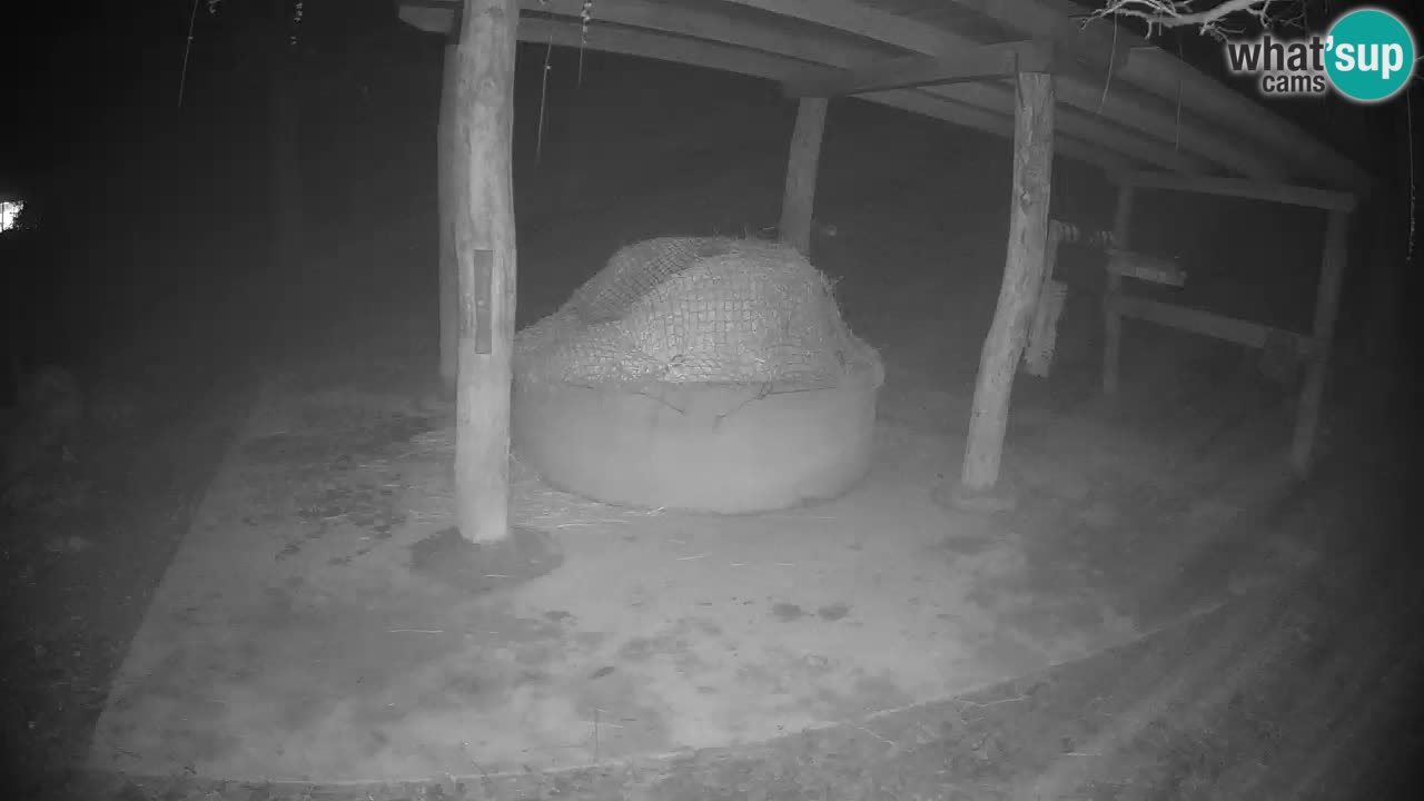 Web kamera uživo Zebras u ZOO Ljubljana – Slovenija