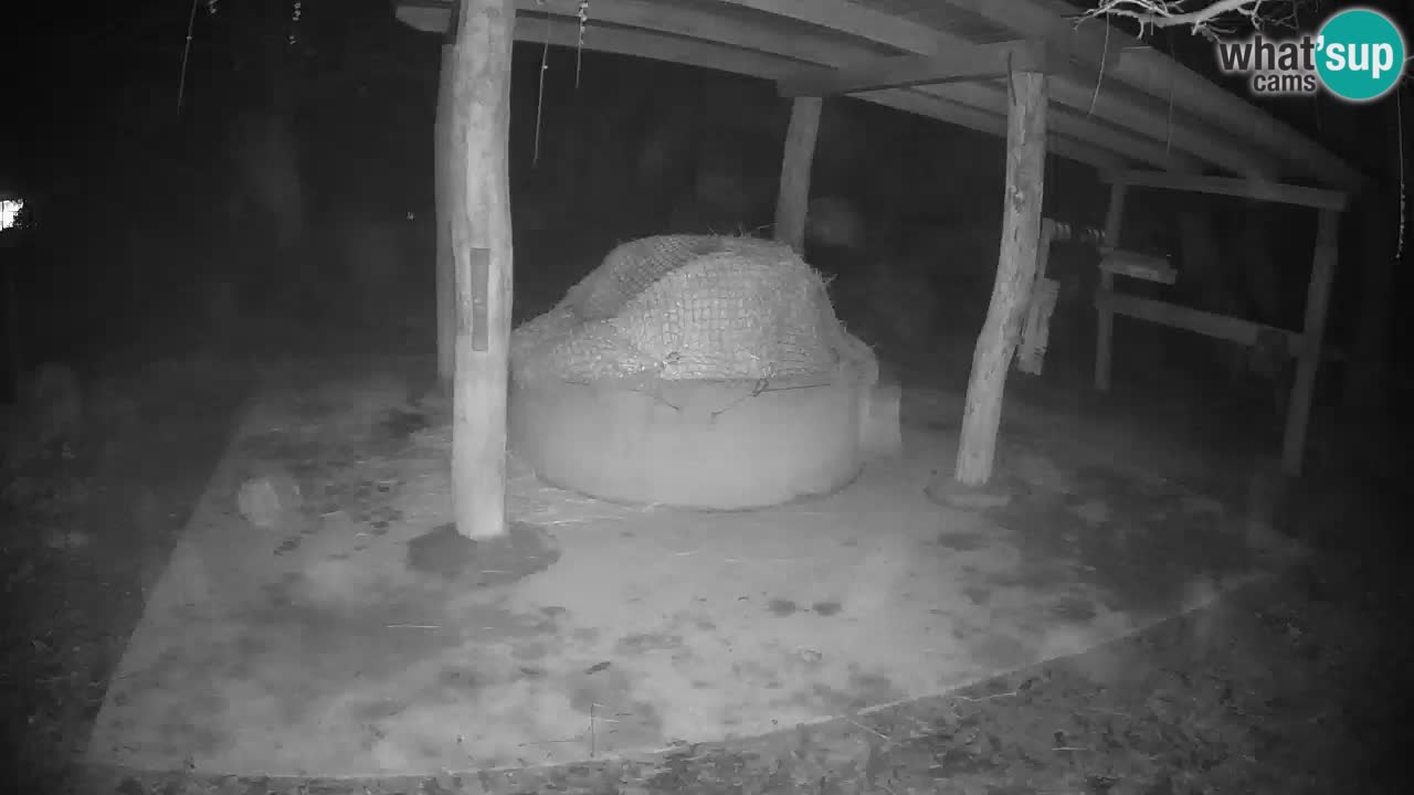 Web kamera uživo Zebras u ZOO Ljubljana – Slovenija