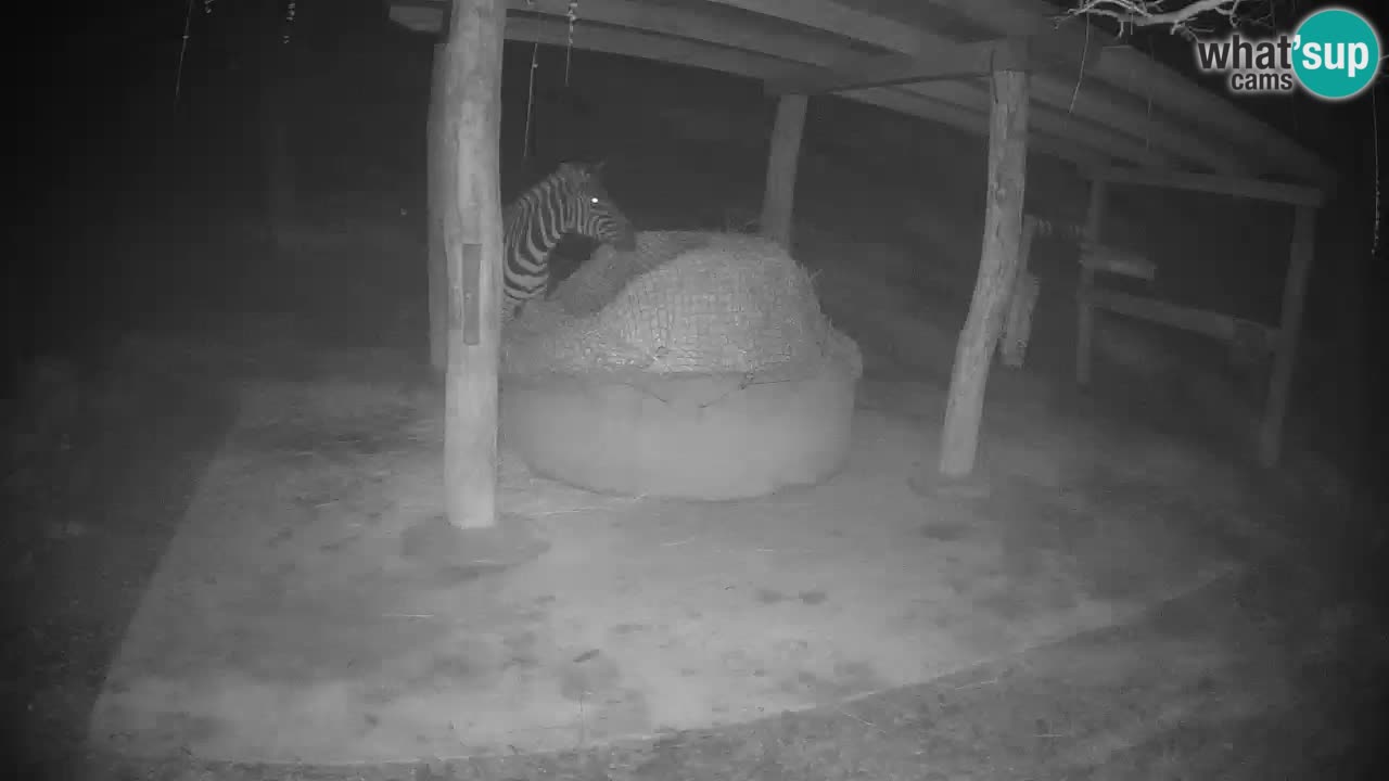 Live webcam Les zèbres in Ljubljana ZOO – Slovénie