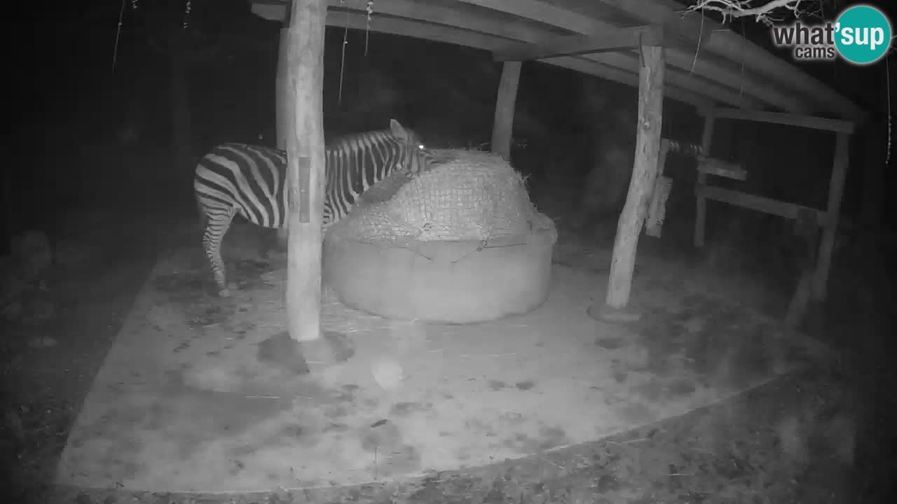 Live webcam Les zèbres in Ljubljana ZOO – Slovénie