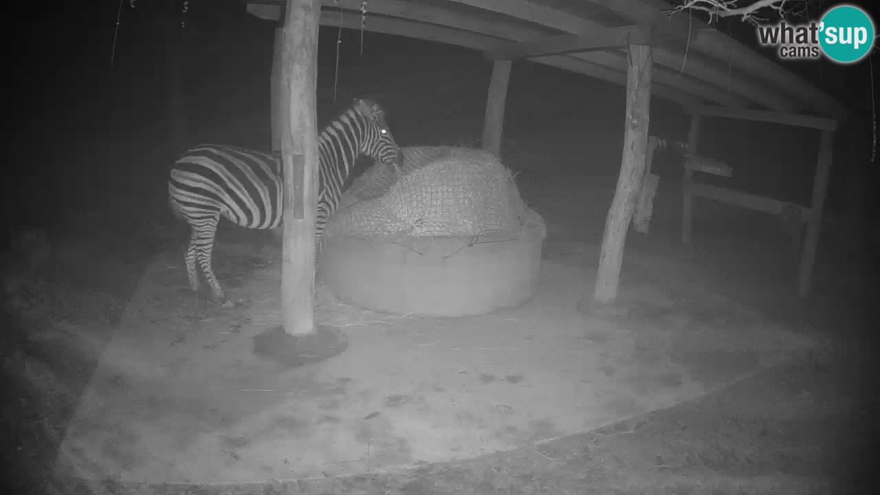Live webcam Les zèbres in Ljubljana ZOO – Slovénie