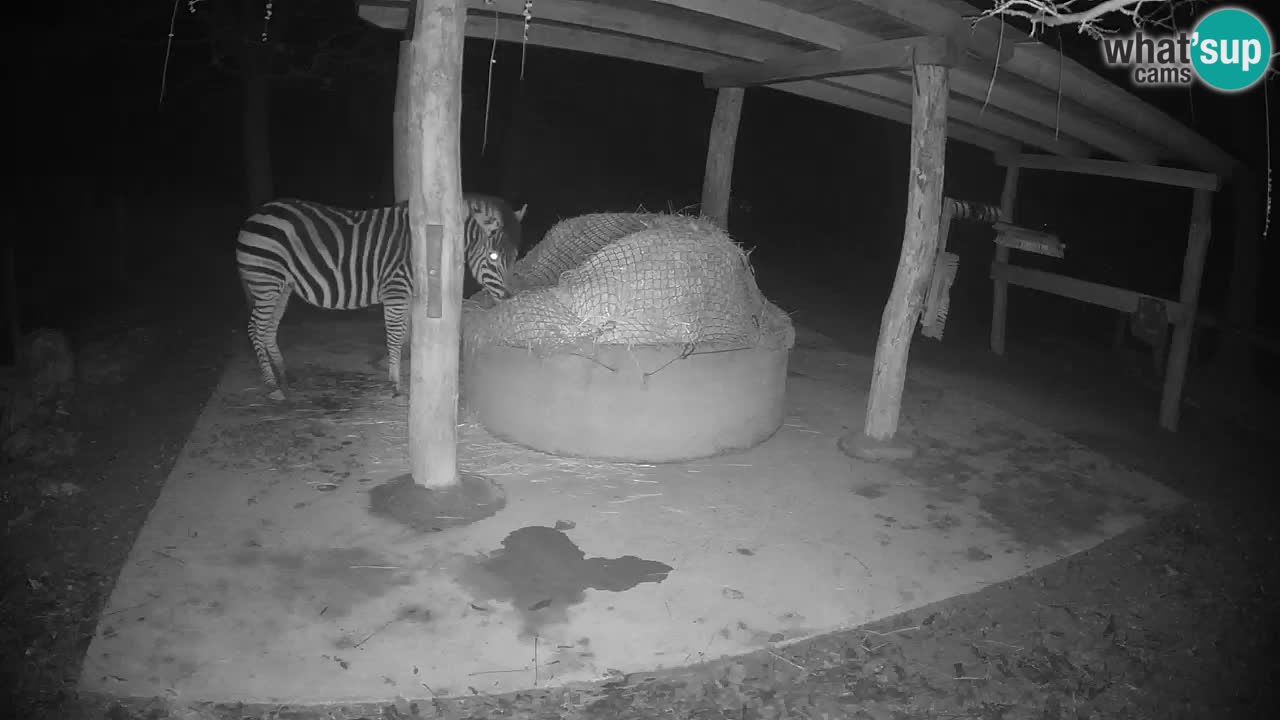 Live webcam Zebras in Ljubljana ZOO – Slovenia