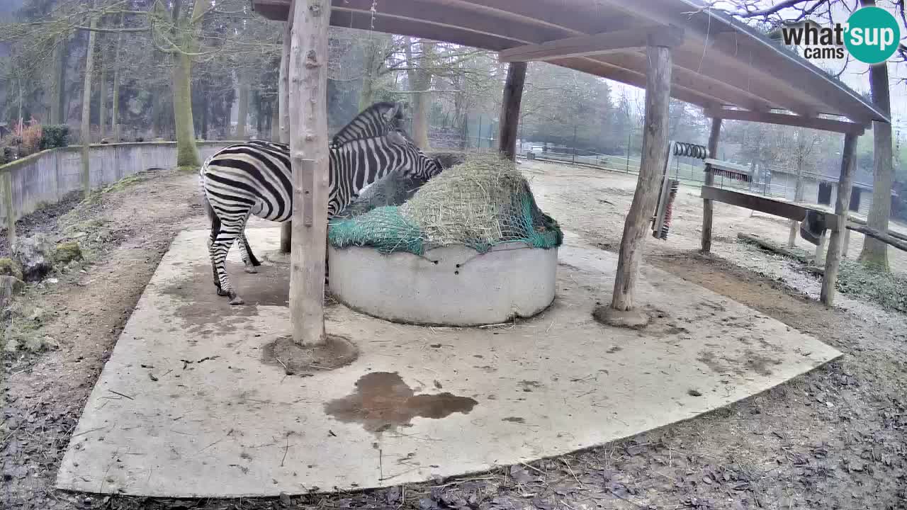 Web kamera uživo Zebras u ZOO Ljubljana – Slovenija