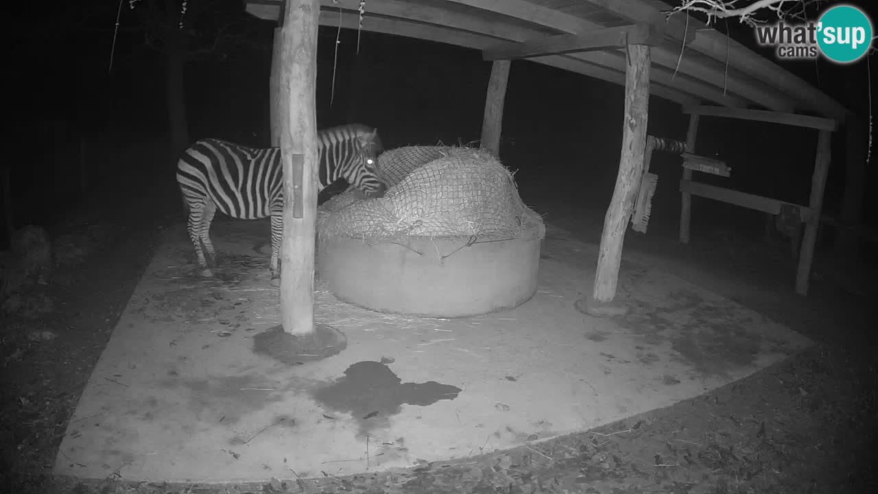 Camera en vivo Cebras in Ljubljana ZOO – Eslovenia