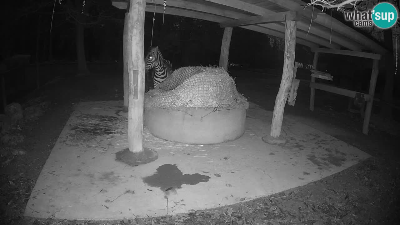 Web kamera uživo Zebras u ZOO Ljubljana – Slovenija