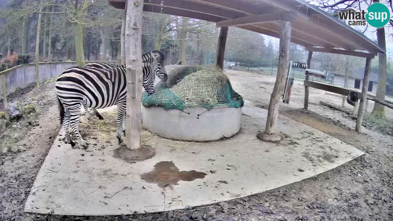 Live webcam Zebras in Ljubljana ZOO – Slovenia