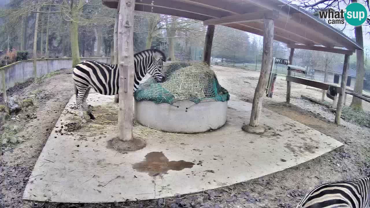 Live Webcam Zebras in Ljubljana ZOO – Slowenien