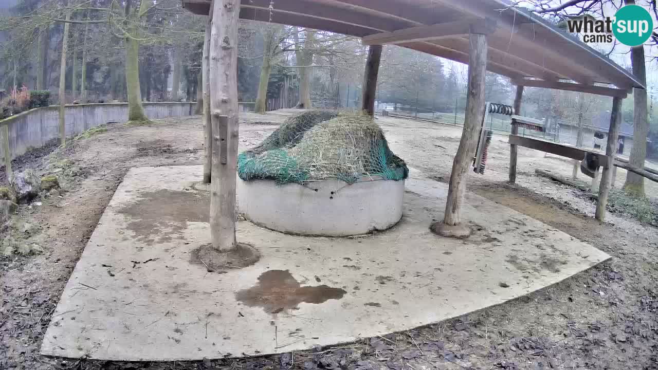 Live webcam Les zèbres in Ljubljana ZOO – Slovénie